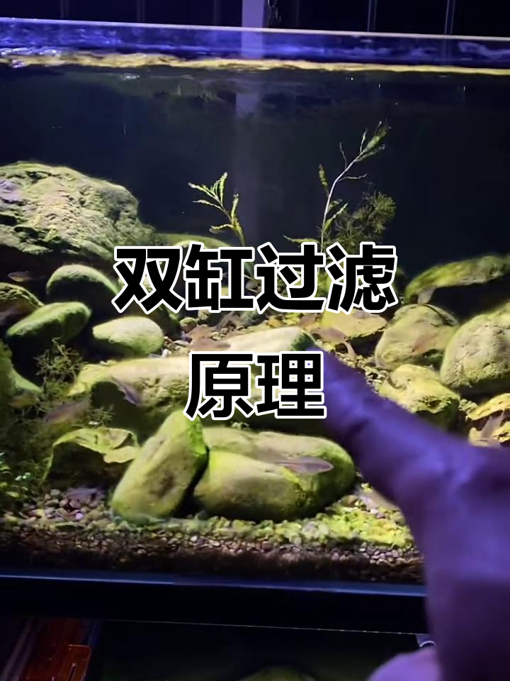 双层鱼缸过滤揭秘:沙床、干湿分离与侧滤全程解析