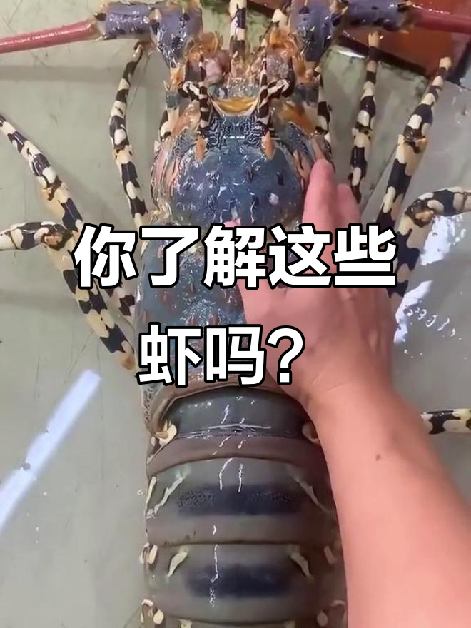 各种虾类品种大揭秘,价格差异竟然这么大!