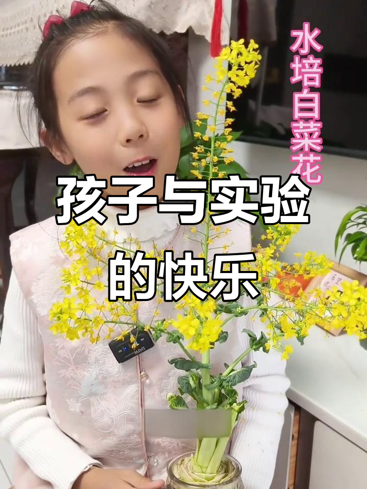 陪伴孩子一起探索,水培白菜花见证成长与喜悦