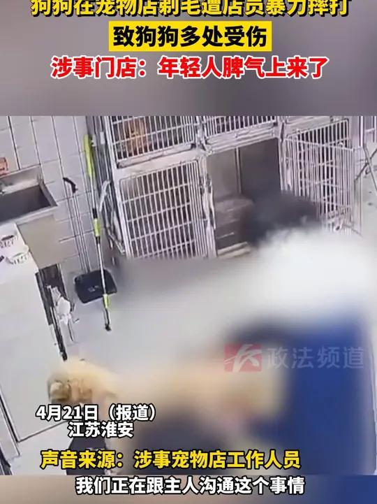 狗狗在宠物店剃毛遭店员暴力摔打,致狗狗多处受伤,涉事门店:年轻人脾气上来了