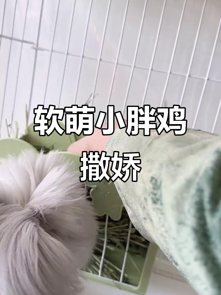 小胖鸡撒娇粘人,吃不停歇超可爱