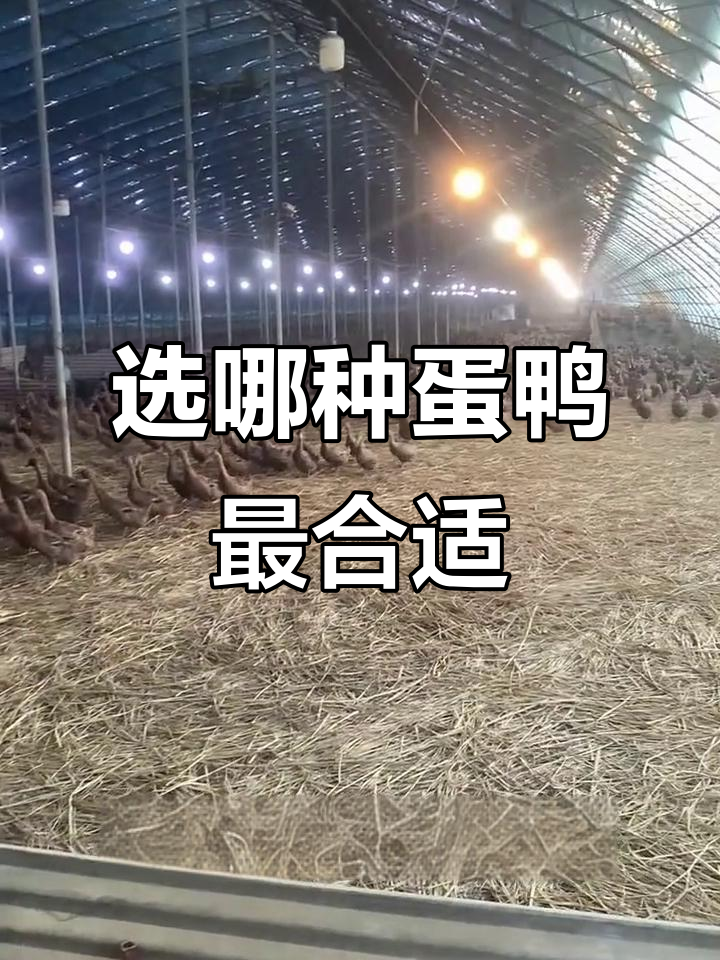 新手养蛋鸭必看:四大品种选择指南