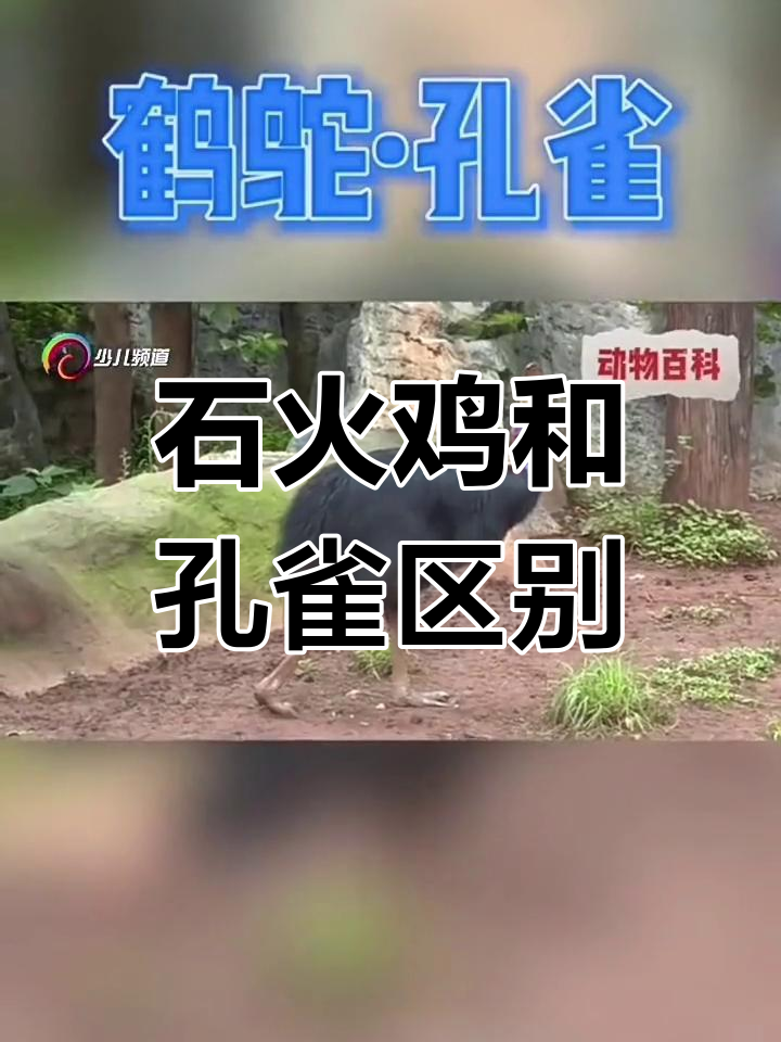 鹤鸵与孔雀的区别,你了解吗?