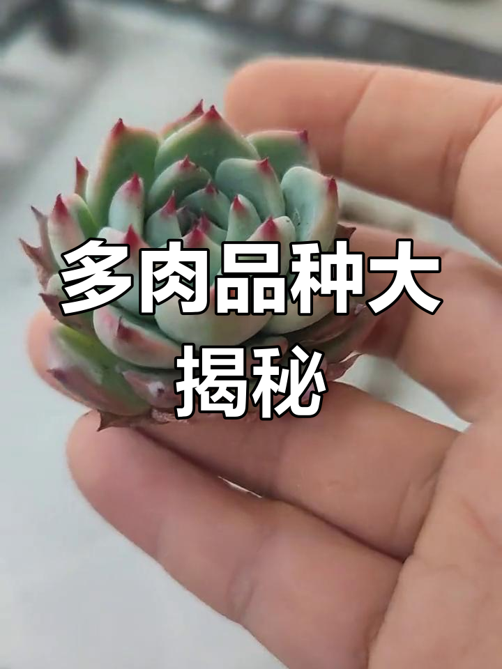 桃太郎、水蜜桃与吉娃娃,其实是同一种多肉植物!