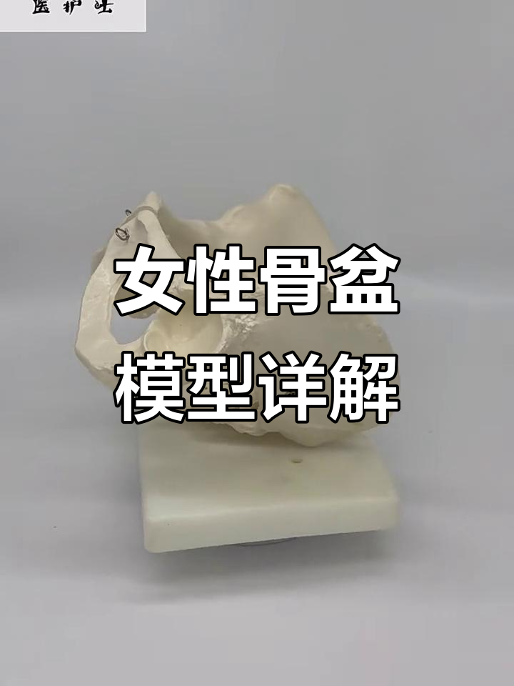 女性骨盆结构深度解析,揭秘生理与解剖的奥秘
