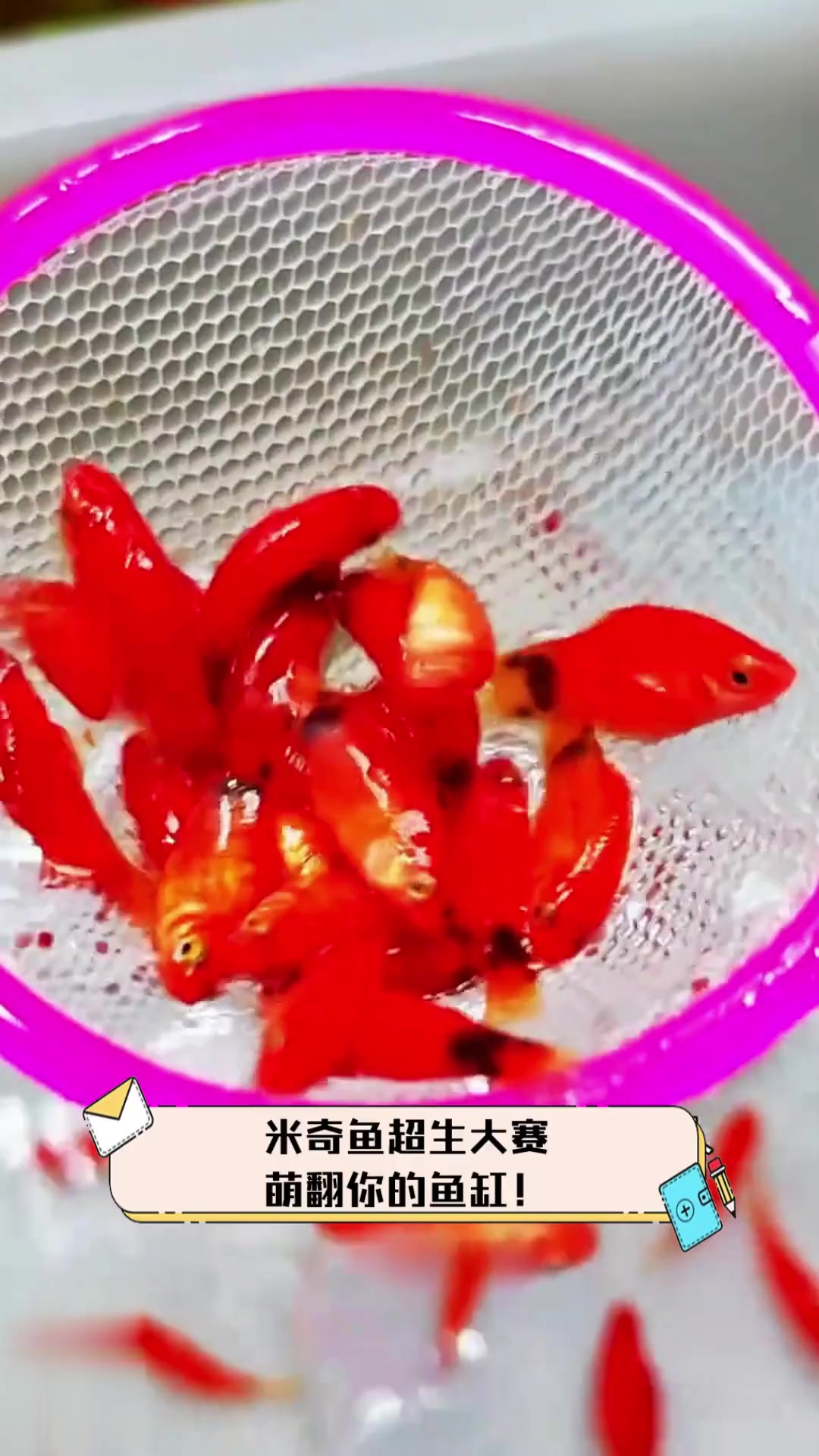 米奇鱼超生大赛,萌翻你的鱼缸!