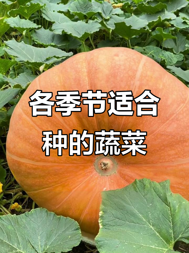 一年四季种什么菜最合适?这些蔬菜种植技巧你一定要知道