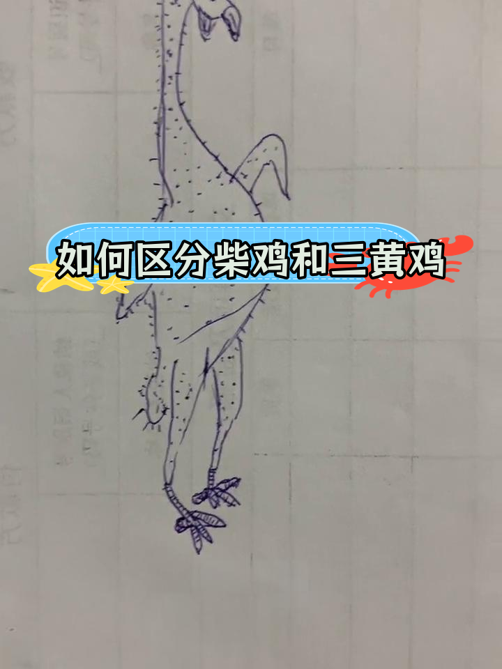 柴鸡与三黄鸡的区别解析
