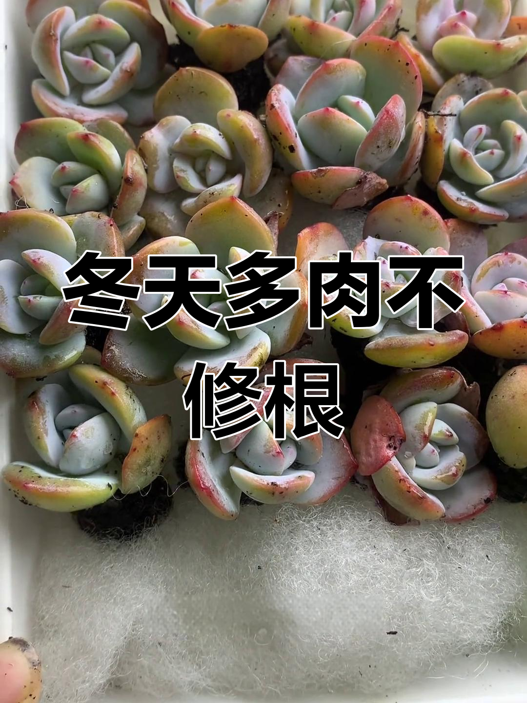 多肉带土球是否修根?冬季操作技巧揭秘