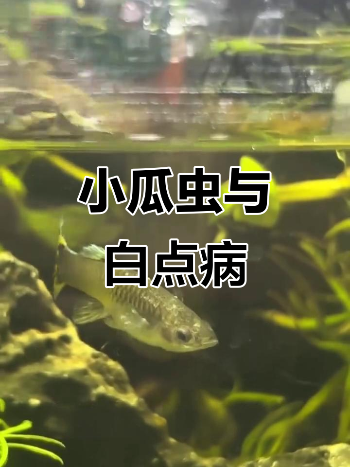鱼身上长白毛?小心小瓜虫,新手必看处理方法