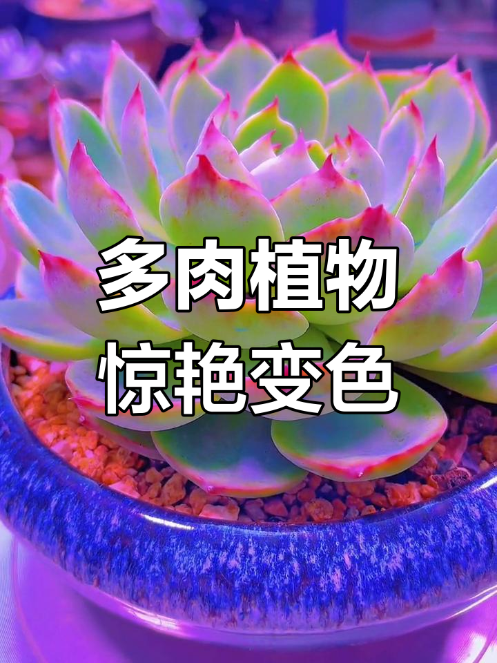 惊鸿仙子:蓝绿与红叶交织的多肉之美