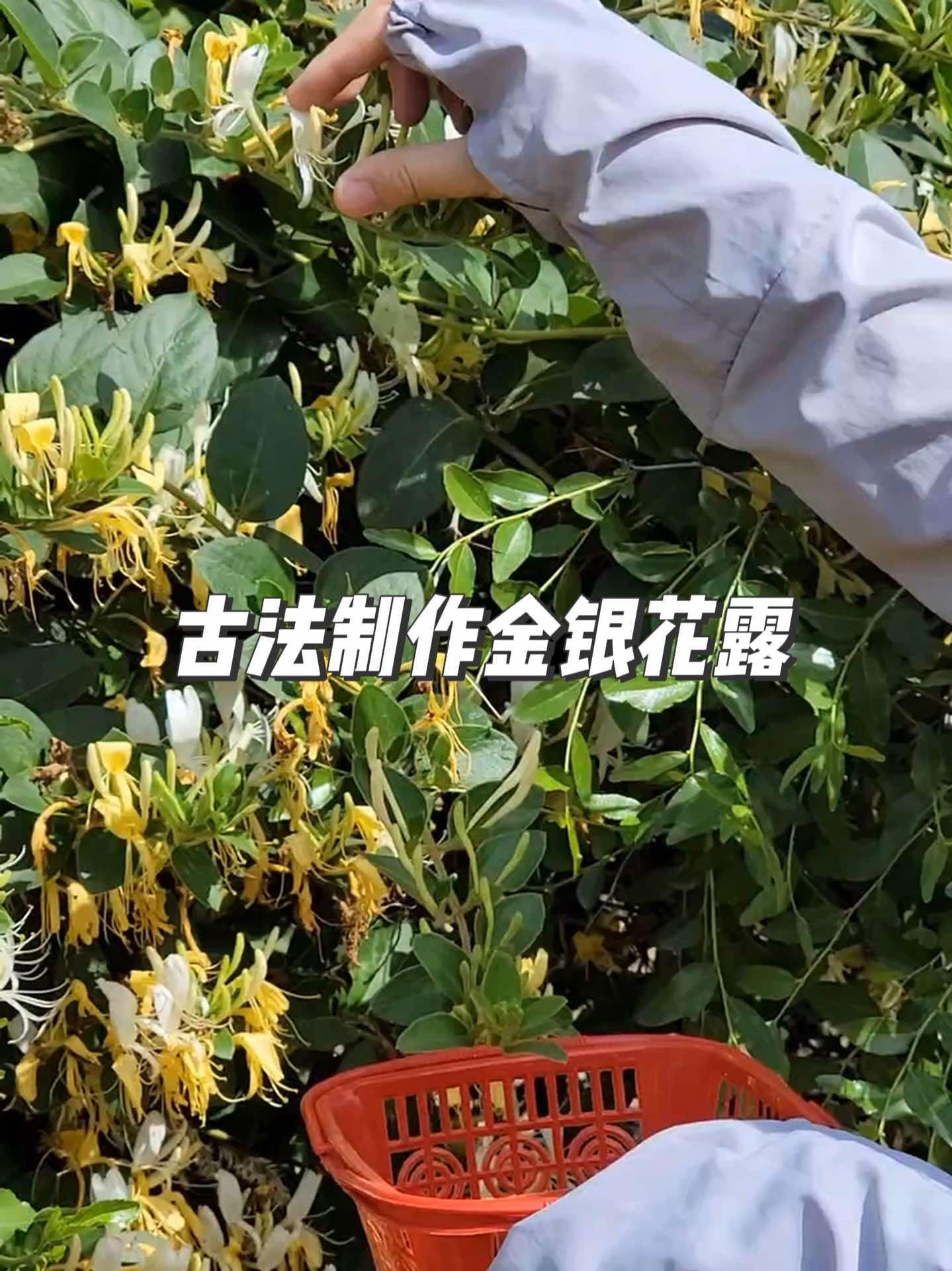 金银花露 金银花 我们常见的金银花露是有颜色的,那是因为他们是金银花液,真正蒸馏出来的金银