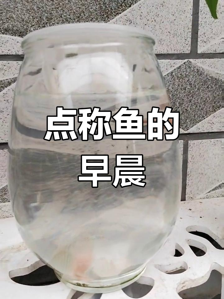 七星鱼:神秘水族生物,吃早餐的可爱模样