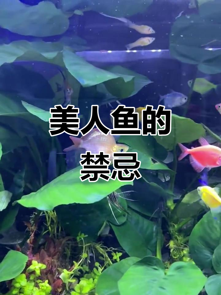 红苹果美人鱼凶猛,不宜与小虾或灯鱼混养