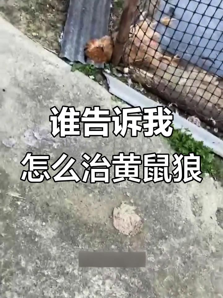 黄鼠狼偷鸡事件:如何应对黄鼠狼咬鸡?