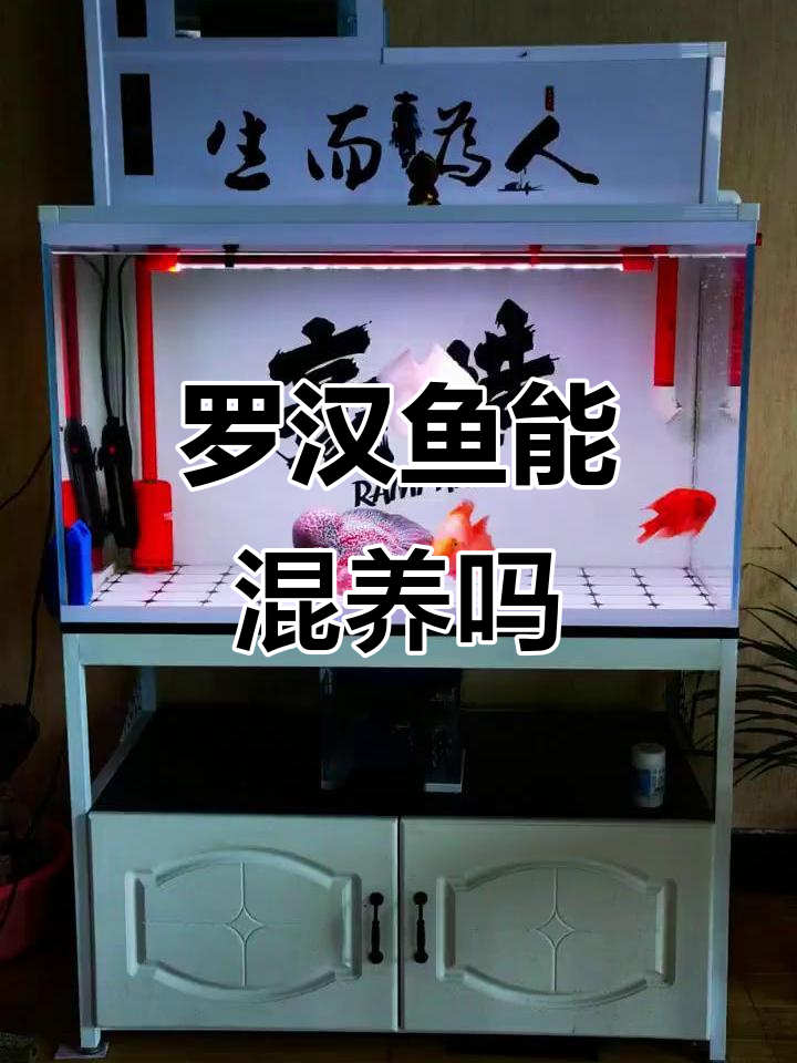 罗汉鱼混养技巧:如何避免打架和伤亡