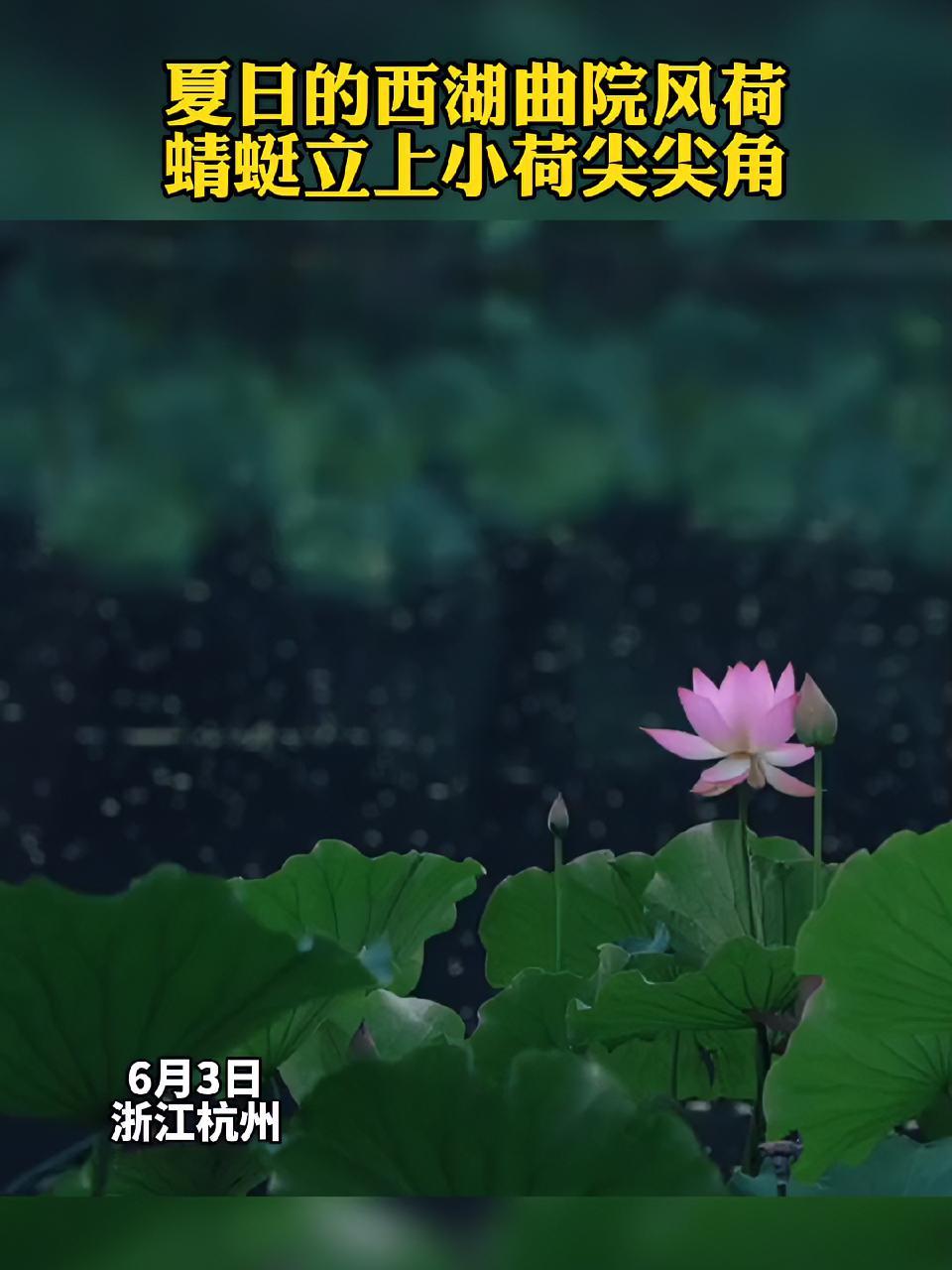 夏日的西湖曲院风荷,蜻蜓立上小荷尖尖角 西湖 曲院风荷 夏日