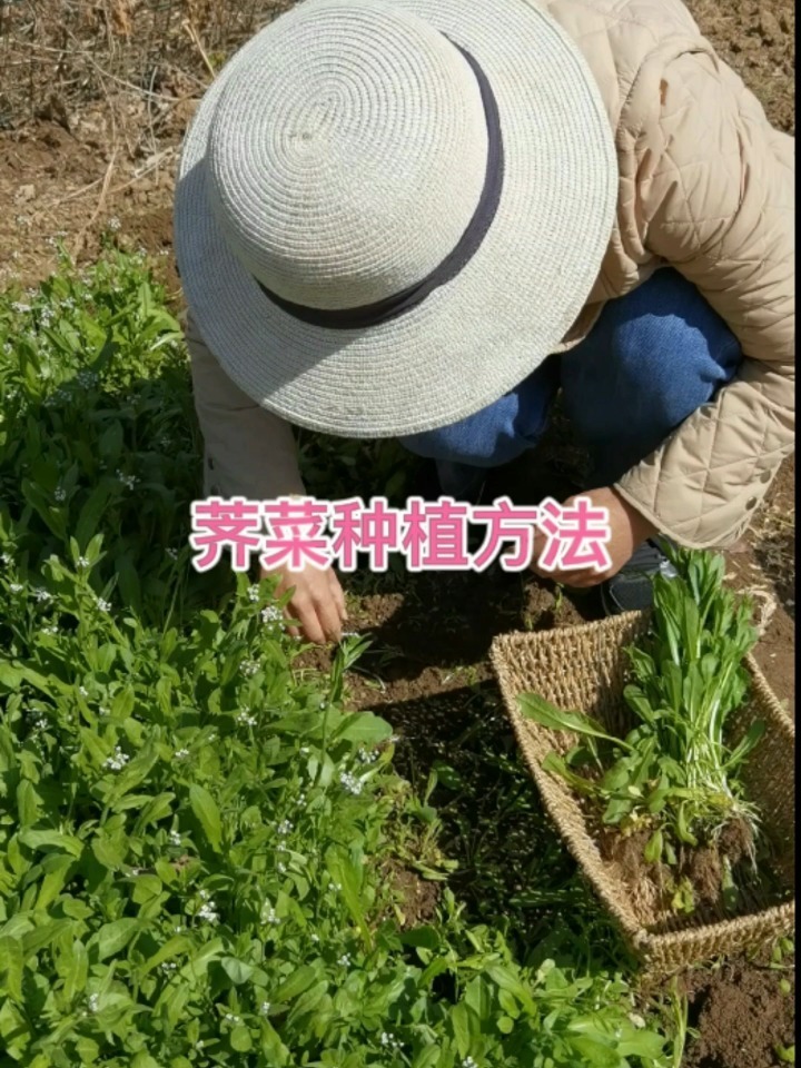 荠菜种植方法