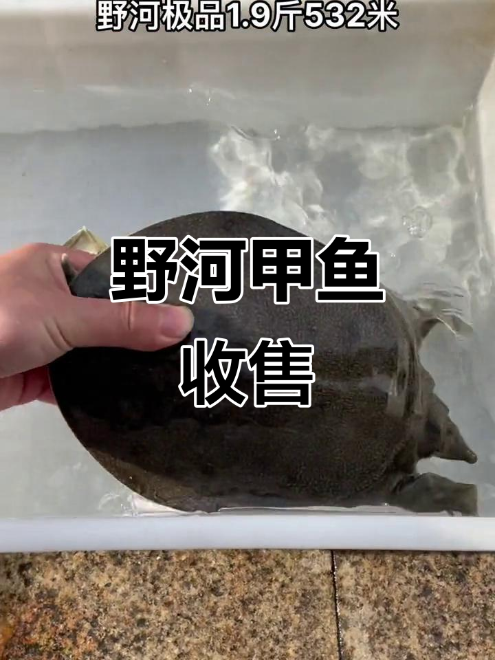 长期收购浙江野生甲鱼，老渔民可联系换米