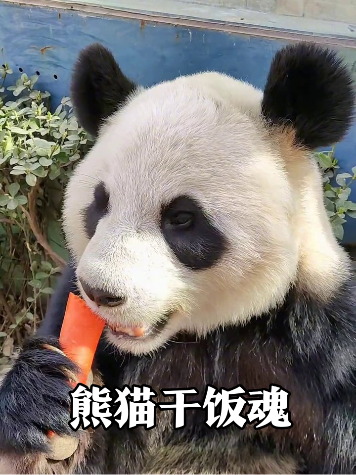 熊猫吃胡萝卜吃出表情包,每一帧都是可爱暴击!