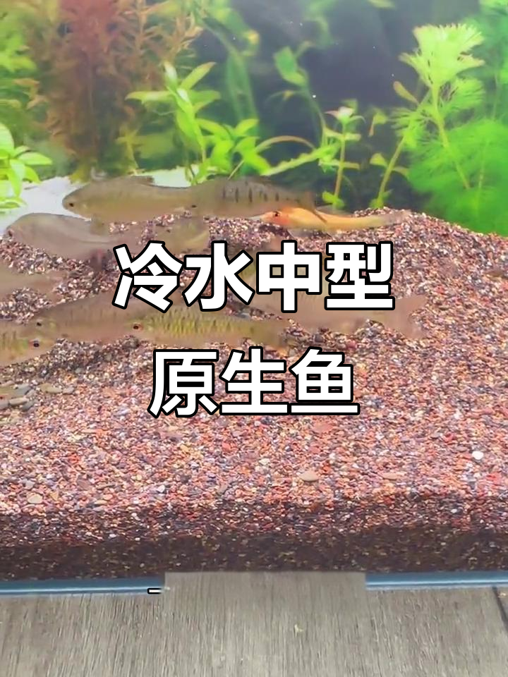小巴鱼:群游冷水小宠,注意跳缸问题