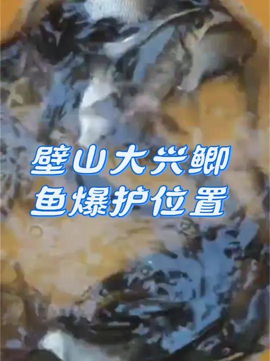 壁山大兴鲫鱼爆护位置,花白鲢不能钓。钓点分享 钓鱼人就是这么疯狂 钓鱼的乐趣只有钓鱼人懂