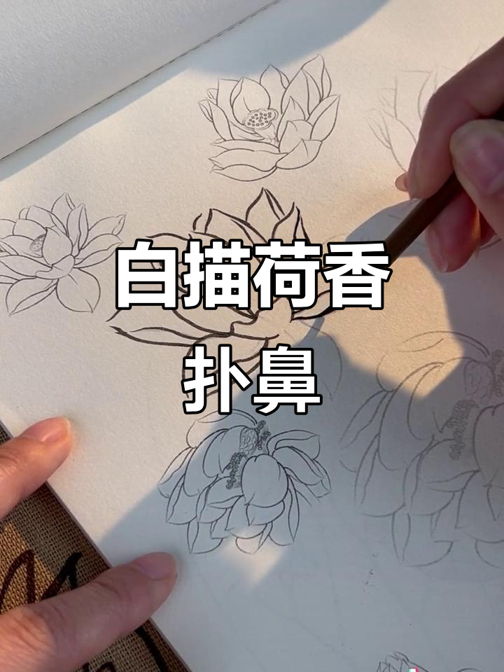 荷花白描工笔画,花香扑鼻心旷神怡