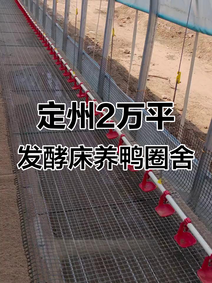 河北定州2万平干撒发酵床鸭舍内部结构揭秘,宽敞舒适养殖环境