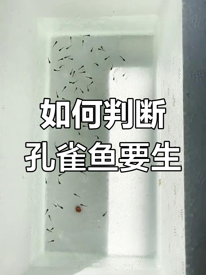 孔雀鱼快生了?这5个特征告诉你!