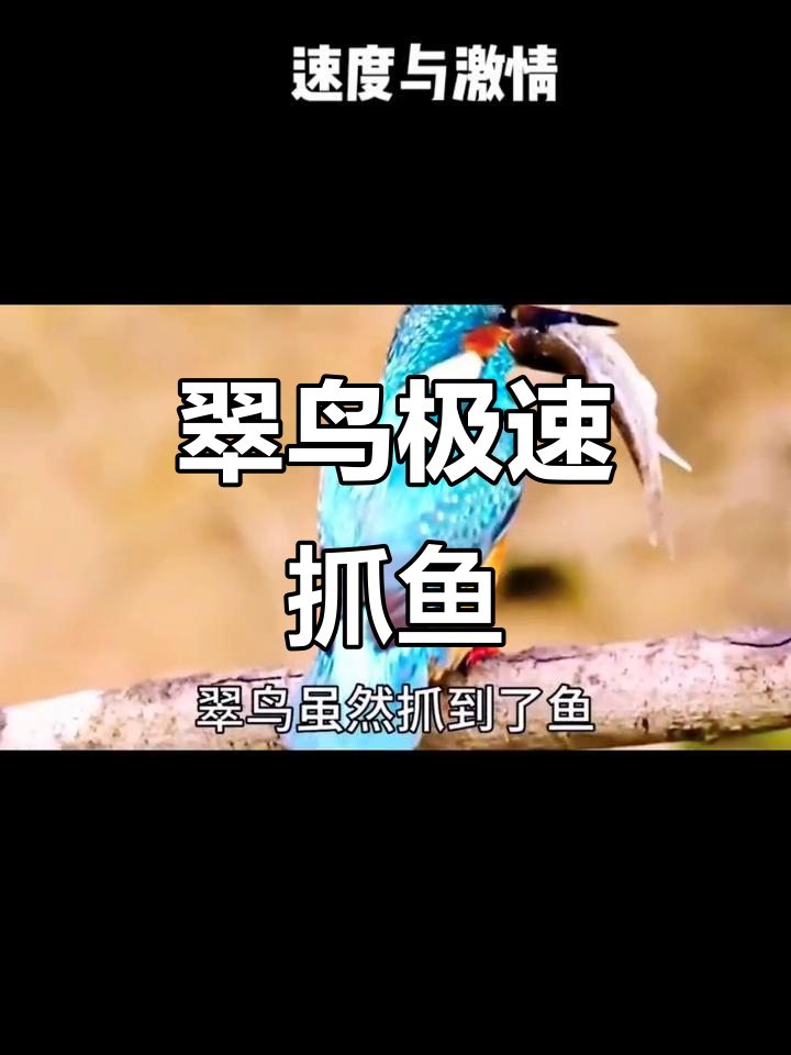 翠鸟捕鱼瞬间,速度惊人如闪电
