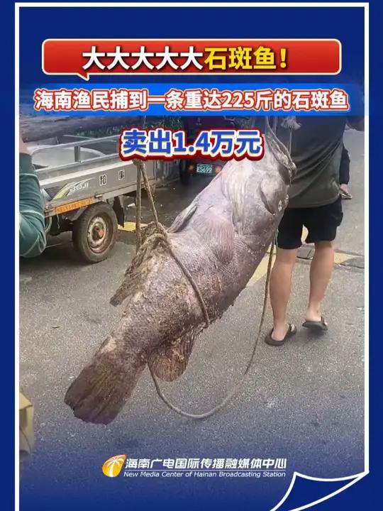 大大大大大石斑鱼!海南渔民捕到一条重达225斤的石斑鱼 卖出1.4万元