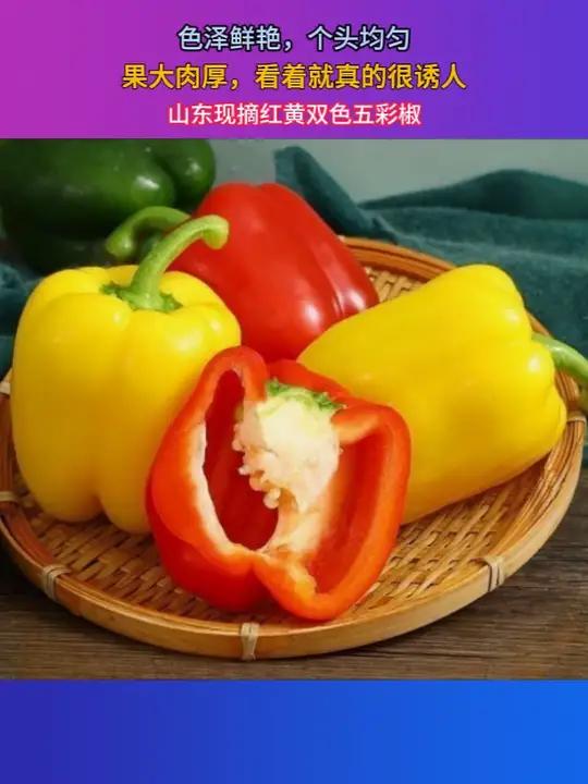 挑战现在开始 五彩水果椒加鸡蛋!口口爆汁!脆甜多汁的 水果辣椒满满的维c比水果好吃还营养!