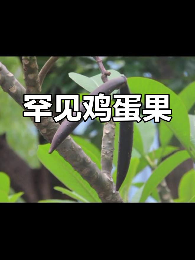 鸡蛋花果实揭秘,小心有毒