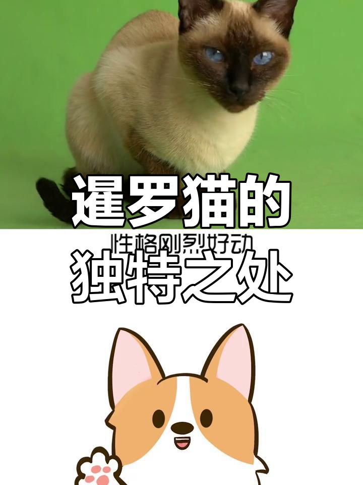 暹罗猫:变色龙般的神秘猫咪