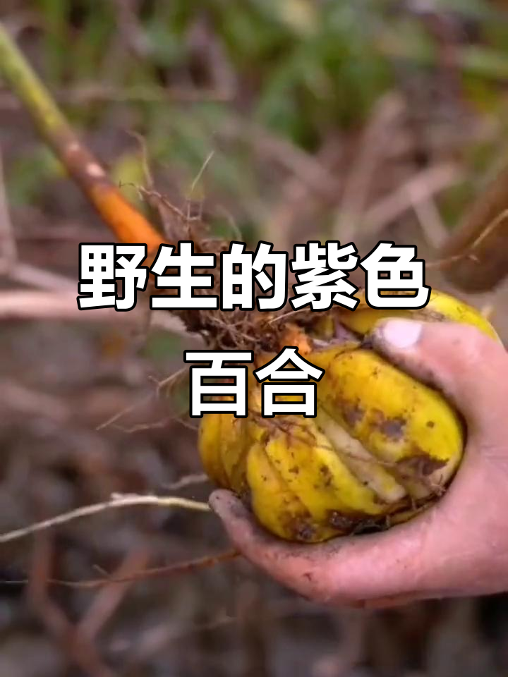 见过野生百合吗?紫白相间的美丽植物,竟是传统药材
