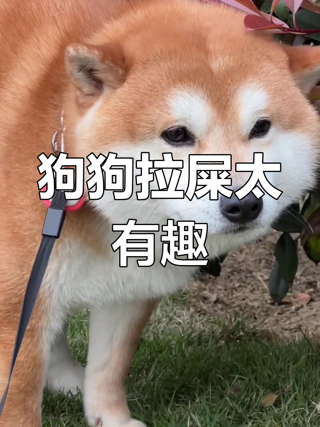 小狗拉粑粑的可爱瞬间,谁家的更萌?