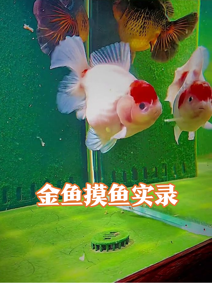 鱼缸里的显眼包!红帽金鱼带头摸鱼,同伴都看呆了