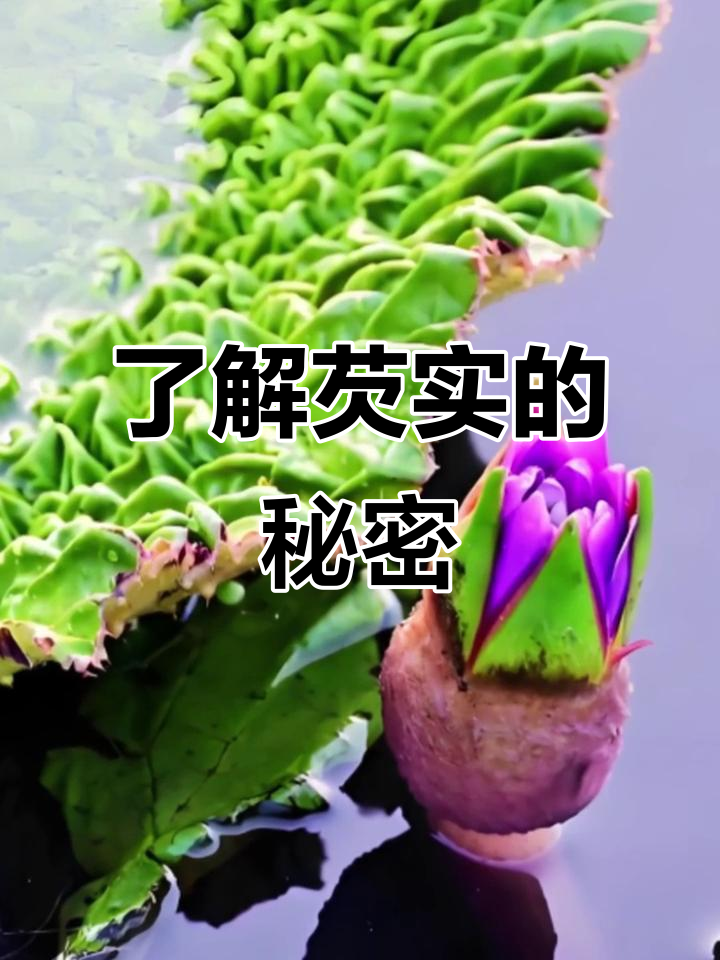 你知道芡实是什么吗?这种植物竟然有这么神奇的作用!