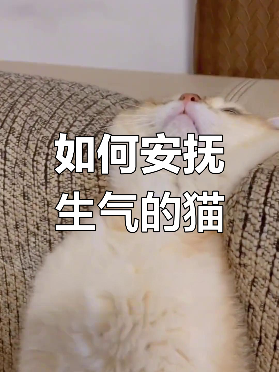 猫咪生气怎么办?安抚技巧大揭秘