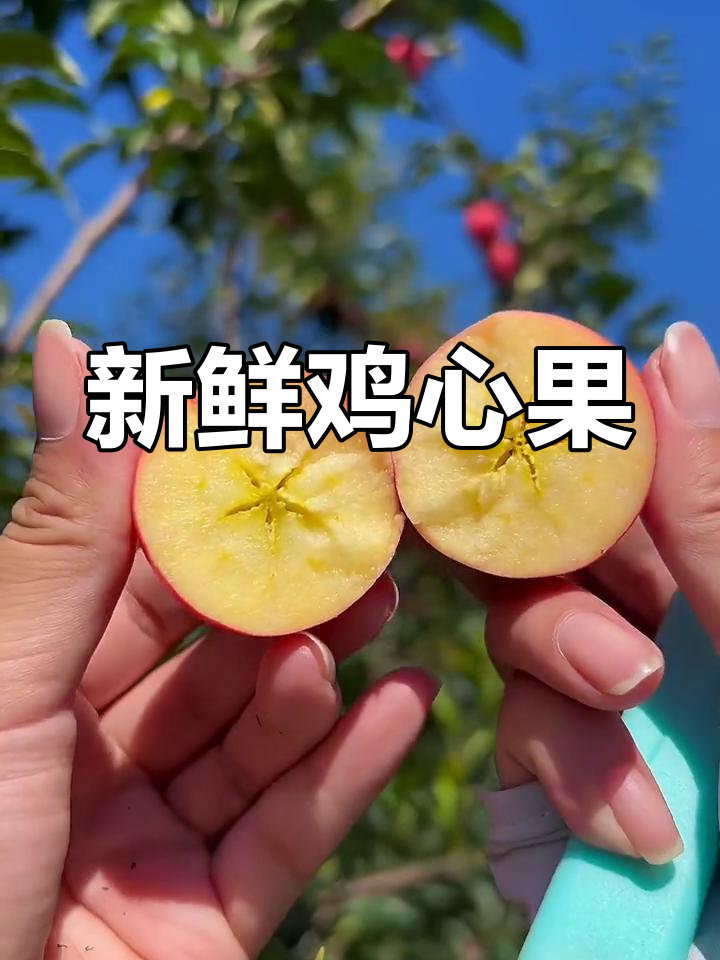 东北特产鸡心果,口感脆甜爽口
