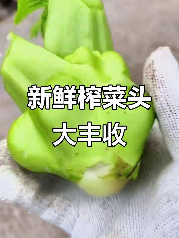 新鲜榨菜头丰收,炒腊肉凉拌泡菜都超下饭