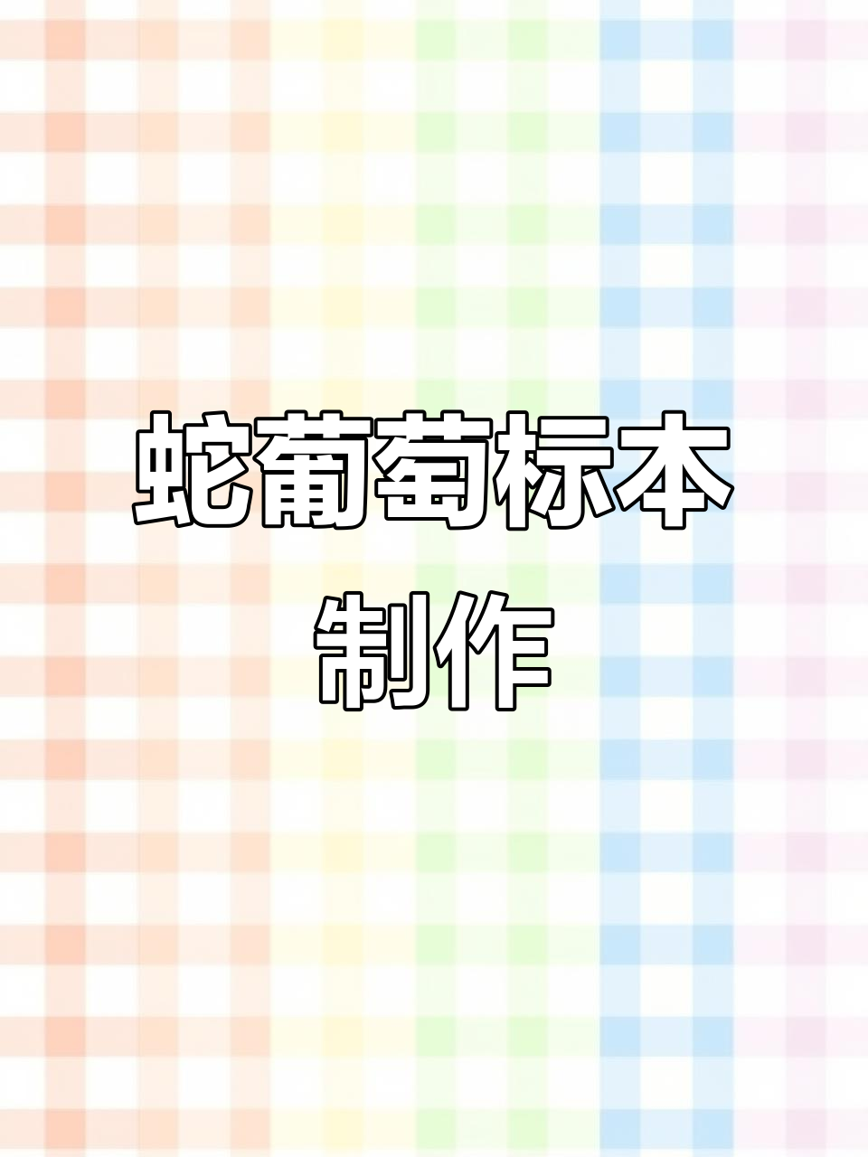 蛇葡萄属植物标本制作,心形叶与球形果的美丽呈现