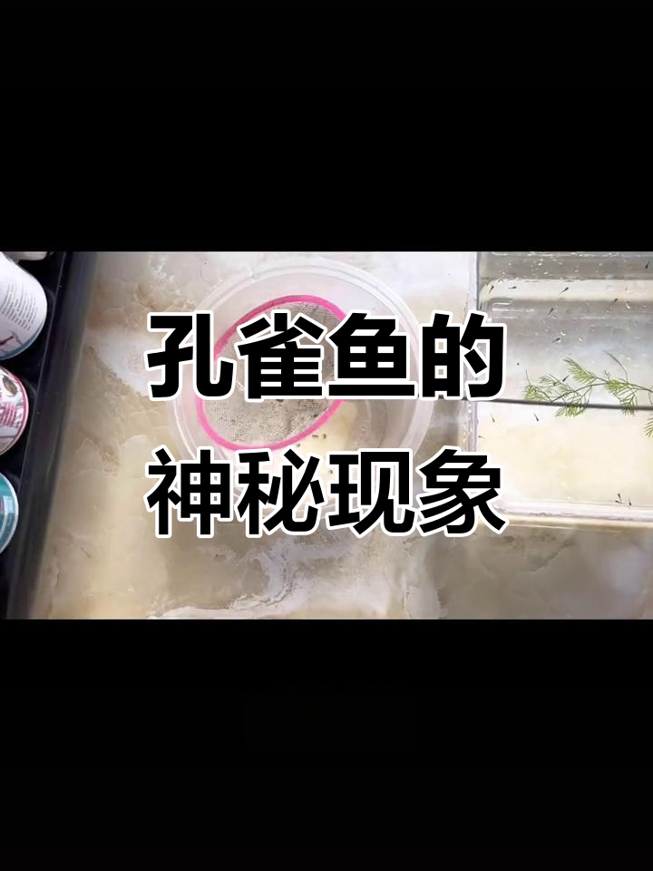 孔雀鱼繁殖时,胎死腹中是怎么回事?真是奇怪又有趣的现象