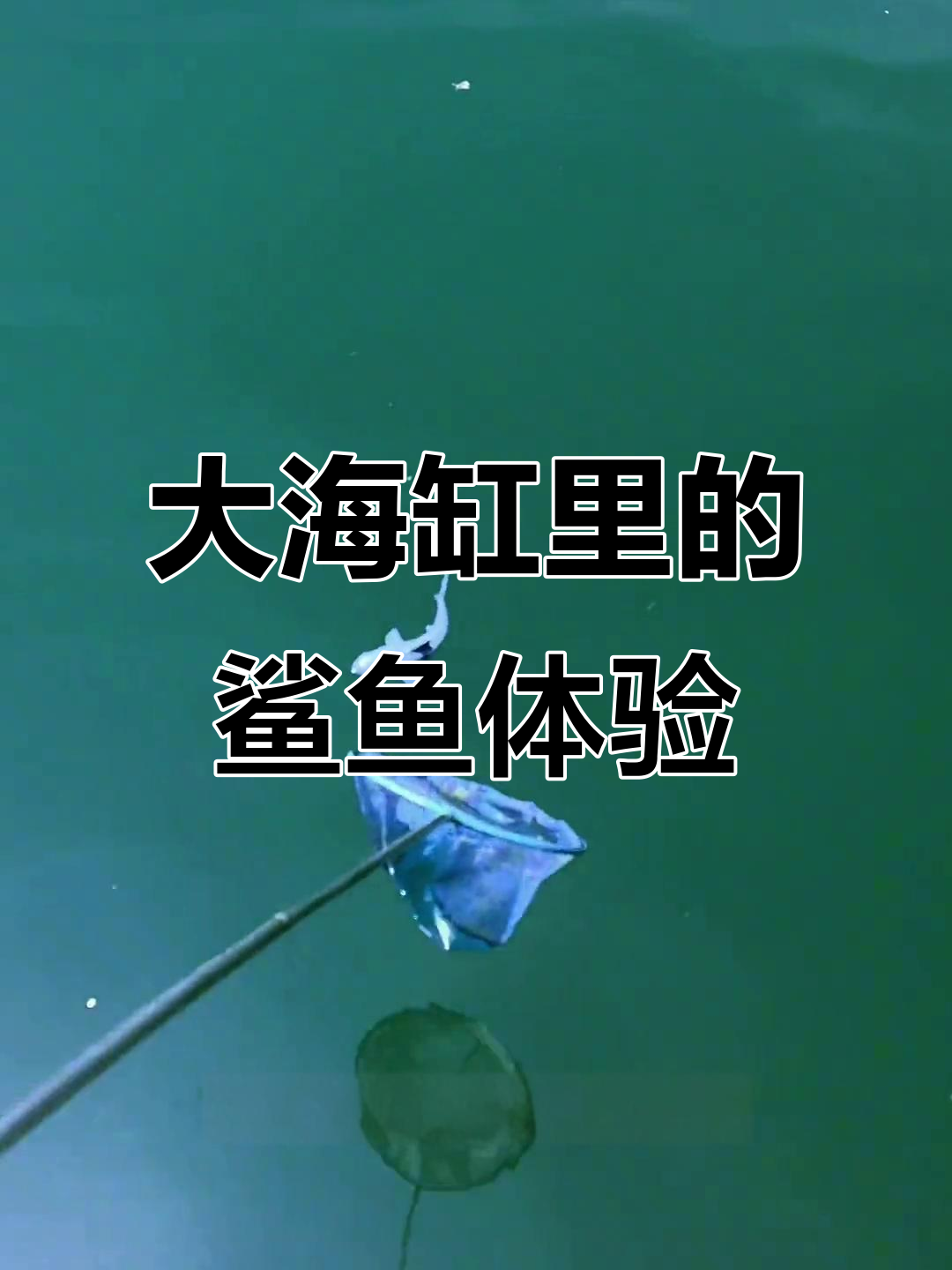 鲨鱼闯缸大作战，乖巧程度让人惊讶！