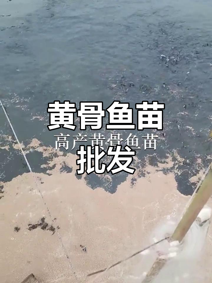 优质黄骨鱼苗，批发供应，广州及深圳地区均可放生