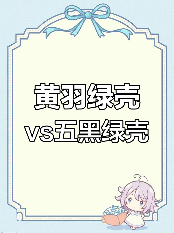 云阳黄羽绿壳与五黑绿壳产蛋量对比,哪种更胜一筹?