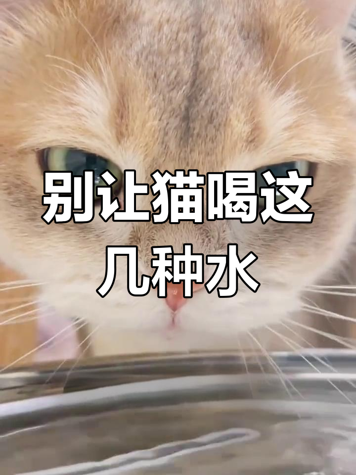 猫咪不能喝的几种水,喝错了可能致命