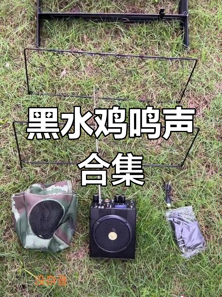 听!黑水鸡的叫声,带你感受大自然的和谐之声