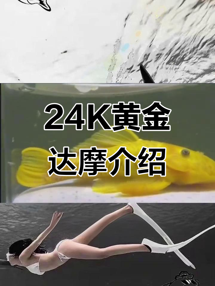 黄金达摩异型鱼:稀有品种与独特特征揭秘