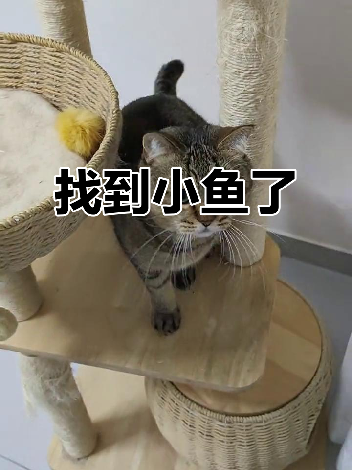 豆腐的鱼找到了，猫头表情超搞笑